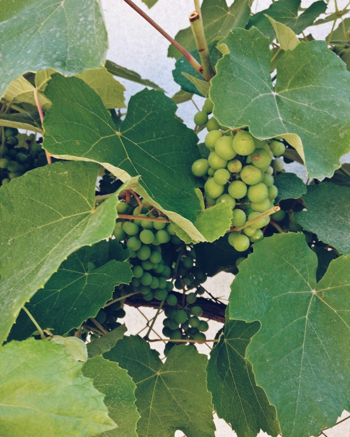 Weintrauben Montenegro