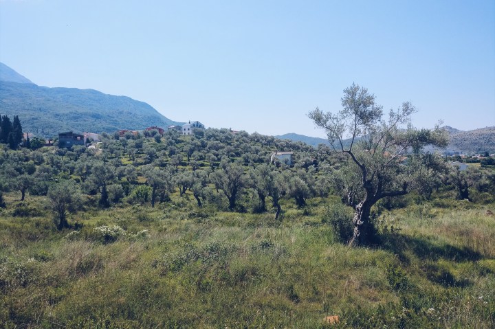 Olivenhain Montenegro Bar